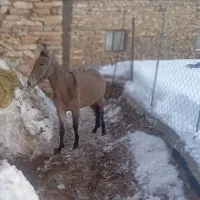 هستر|اسب و تجهیزات اسب‌سواری|سرشیو, |دیوار