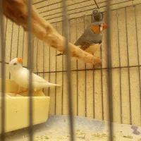 فنج زبرا جفت بالغ جوان آماده جوجه کشیدن|پرنده|بهارستان, |دیوار