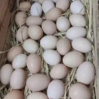 تخم مرغ گلین (چهل تاج و فول ریش)