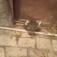 پنج عدد کفتر