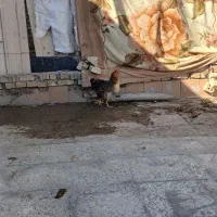 دو عدد مرغ تخم گذار شرط صحیح سالم در هویزه