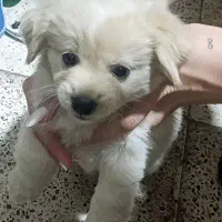واگذاری سگ پامرین مینی