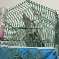 عروس هلندی نر آماده معاوضه باقناری