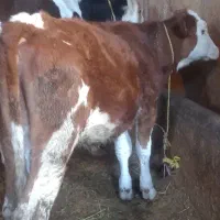 فروش ۱ راس گوساله ماده سمینتال قرمز