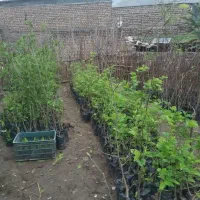 توت سیاه درشت