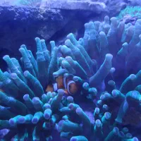 دلقک ماهی اسلاریس آبشور صیدی