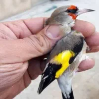 قناری سهره|پرنده|بوشهر, |دیوار