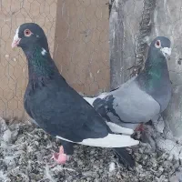 کبوتر‌زیل‌وپلاکی