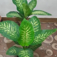 گل دیفن باخیا|گل و گیاه طبیعی|رضوانشهر, |دیوار