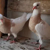 کبوتر جفت جوجه طوقی . خرقه.  سینه ای نر و ماده|پرنده|اصفهان, پروین|دیوار
