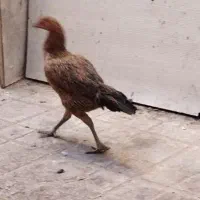 خروس و دوتا مرغ|حیوانات مزرعه|چابهار, |دیوار