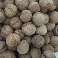 خورده نبات|خوردنی و آشامیدنی|تهران, مسعودیه|دیوار