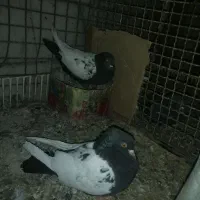 یه جفت سینه سیاه درجه یک بدون دم پوز|پرنده|داراب, |دیوار