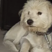 فروش یک سگ ماده نوع شیتزو سفید رنگ|سگ|خرمآباد, |دیوار