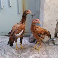 جوجه لاری|حیوانات مزرعه|اسلام‌شهر, شهرک مفیدی|دیوار