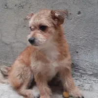 توله سگ ۷ماهه ماده