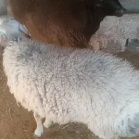 فروش یک راس بره نر و یک راس ماده|حیوانات مزرعه|رامند, |دیوار