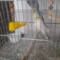 عروس هلندی مولد