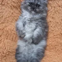 بچه گربه پرشین اسکاتیش