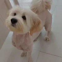 توله تریر ۹ماهه