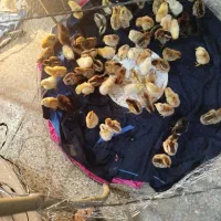جوجه محلی یک روزه موجود است
