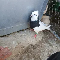 کفتر، طوق  سینه