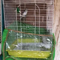 یک جفت مرغ عشق با قفس