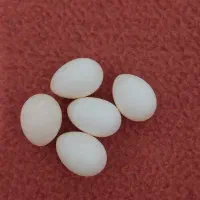 تخم عروس هلندی