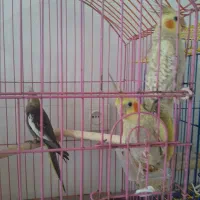 عروس هلندی دستی هم نر هم ماده