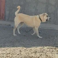 سگ توله ماده سرابی 6 ماهه|سگ|تهران, صادقیه|دیوار