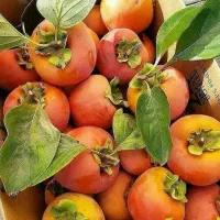پیش فروش نهال خرمالو سیبی لیبل دار|خدمات باغبانی و درختکاری|ارد, |دیوار
