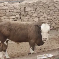 گوساله شاروله