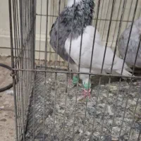 طوقی هفت رنگ