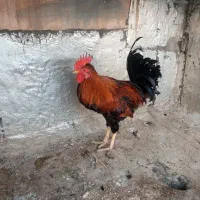 ۳ تاخروس