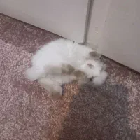 خرگوش با قفس و وسایل|موش و خرگوش|تهران, نبی اکرم|دیوار