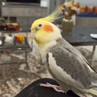 عروس هلندی گم شده