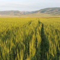 بذرگندم اصلاح شده آماده کاشت رقم کوهدشت قیمت ۳۰