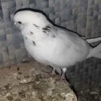 کبوترپرشتی