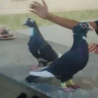 کبوتر|پرنده|هیرمند, |دیوار