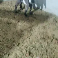 بز پاکستانی دوتاش زاییده و یه نر بز و دوتا بزغاله