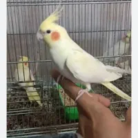 فروش پرنده