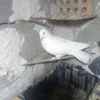 کبوتر|پرنده|میان جلگه, |دیوار