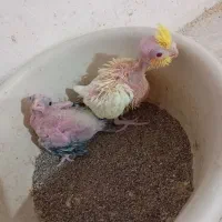 عروس هلندی سرلاکی۴۵۰+مرغ عشق(سرلاکی۱۵۰+باجوجه۱/۲۰۰