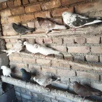 ۱۳عددکبوتر به فروش می‌رسد همشونو گرفتم میفروشم|پرنده|نوشین شهر, |دیوار