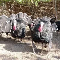 بوقلمون گوشتی (ارگانیک)|حیوانات مزرعه|قیدار, |دیوار