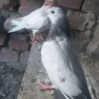 جوجه کبوتر فروشی|پرنده|کاشان, فاز ۲ ناجی آباد|دیوار