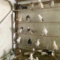 فروش کفتر سرور .زردی.هما.شمرونی