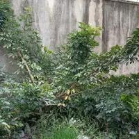 درختچه شفلرا|گل و گیاه طبیعی|رشت, پیرکلاچای|دیوار