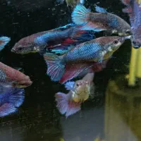 فایتر ماده|ماهی|بیرجند, |دیوار