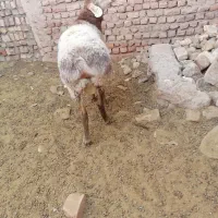 فروش بره چینی مناسب قوچ و پلوار|حیوانات مزرعه|بیرجند, |دیوار